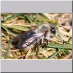 Andrena vaga - Weiden-Sandbiene w01.jpg